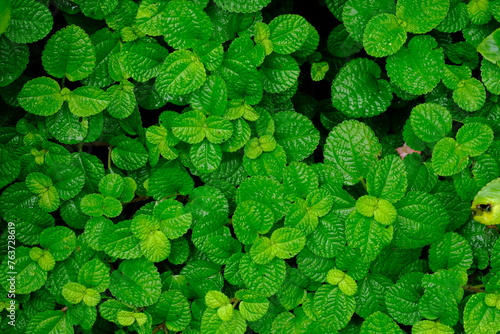 Creeping Charlie. Pilea nummulariifolia. This plant itself is a type of plant originating from northern South America. Usually used as an ornamental plant in the room or used as a hanging plant.