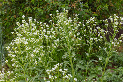 White horseradish with flowers growing in the garden.