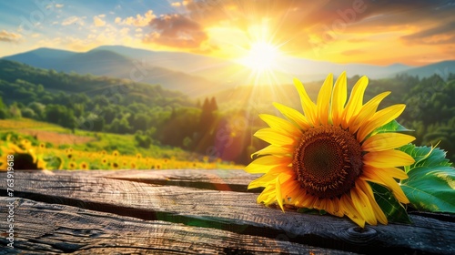 Sunflower on a wooden table. Sunflower field landscape with sunset mountains.