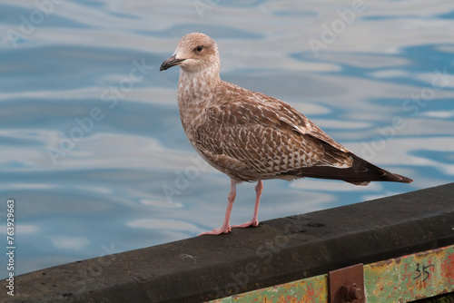 Mewa na burcie | Seagull on the side of the boat