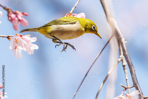 美しいシダレザクラの間を飛び回って花の蜜を吸う可愛いメジロ（メジロ科）。日本国神奈川県横浜市鶴見区、三ツ池公園にて。 2024年3月20日撮影。Lovely Japanese White Eye (Zosterops Japonica, family comprising white eyes) flitting among the beautiful Weeping Cherry (Pr