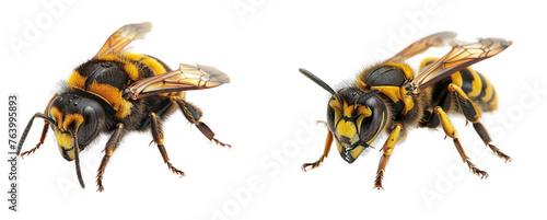 giant hornet isolated on transparent background
