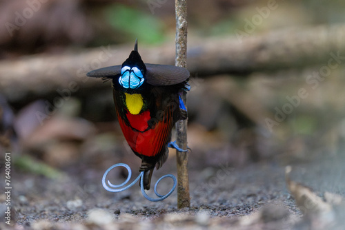 Wilson's Bird of Paradise