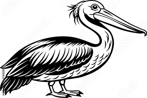 pelican cartoon isolated on white