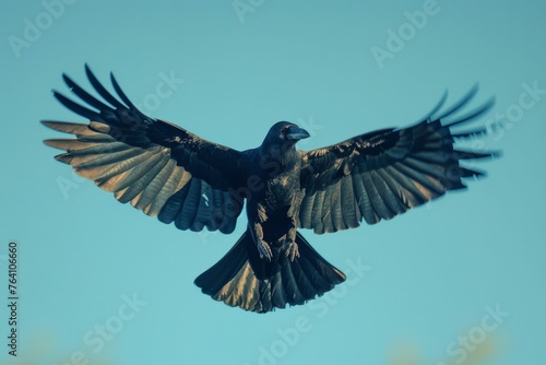 Carrion crow ,Corvus corone, black bird perched on branch and looking at camera,Birds flying ravens isolated on white background Corvus corax. Halloween 