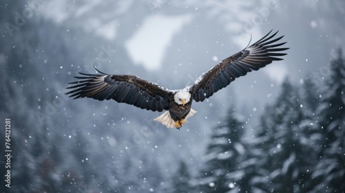 A bald eagle flying over foggy forest mountain in sky in wild in winter with snow.