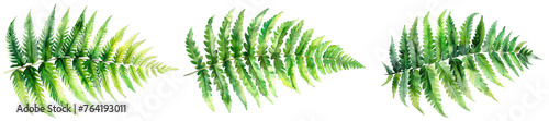Collection of fern leaf, watercolor, isolated on white background, cutout, png isolated transparent background