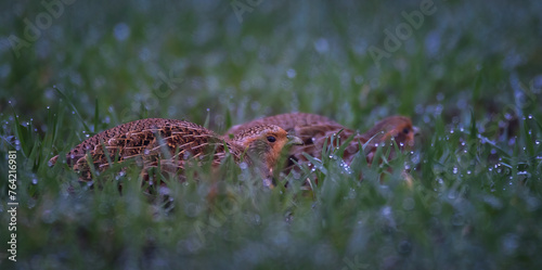 Grey partridge Perdix perdix crouching in pairs in the grass, trying to be invisible.