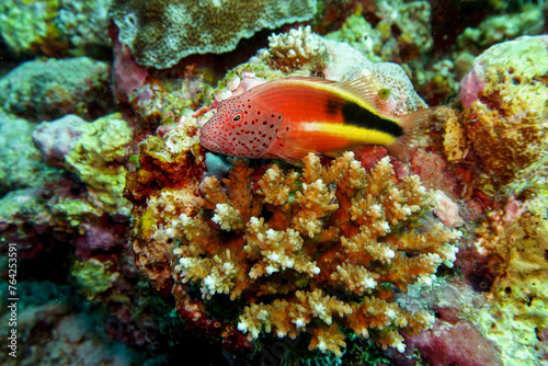 Black-side hawkfish in the coral reef of Maldives island. Tropical and coral sea wildelife. Beautiful underwater world. Underwater photography.