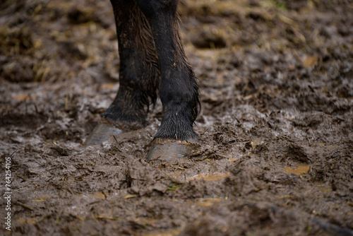 Horse's feet dirty with mud after the rain