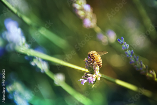Pollination with bees and lavender with sun, sunny lavender
