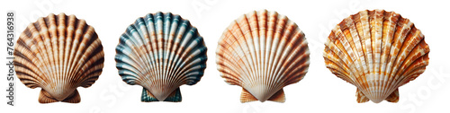 Top view of scallops shell isolated on transparent background