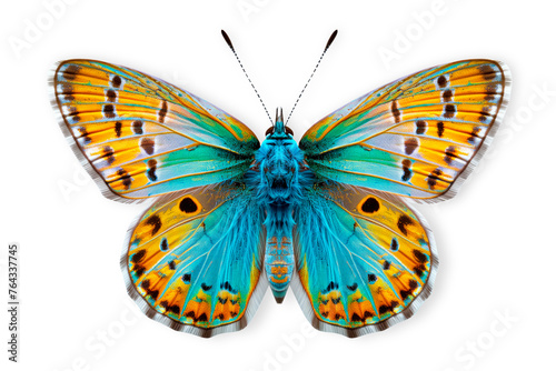 Beautiful blue copper butterfly isolated on a white background with clipping path