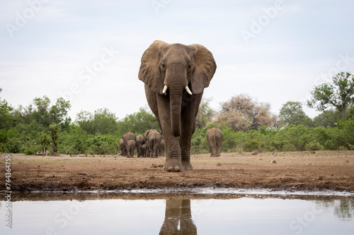 The last to leave. Elephants at waterhole in Botswana