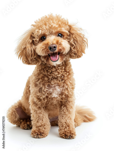 Cute toy poodle sitting on white floor isolated on white studio background. full length shot.