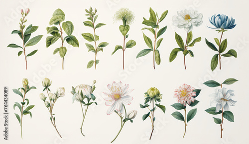 Collection of botanical illustrations showing diverse flowering plant species.