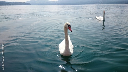 湖の白鳥 ボートに近づいて来てご挨拶 山中湖 山梨県 日本