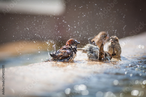 sparrows is bathing on water splashes in the fountain
