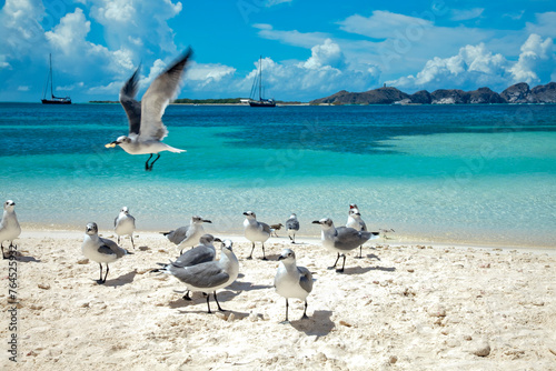 A flock of seagulls are on a beach near the Caribbean Los Roques sea.