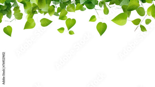 Green flying leaves isolated on transparent and white background.PNG image. 