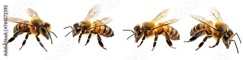 Set of honeybee isolated on transparent background