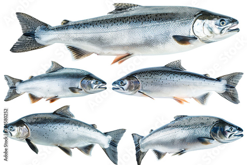 Collection of 4 Salmon fish In different view, Front view, side view, rear view isolated on white background PNG