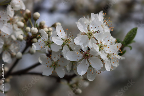 Close-up of Blackthorn tree with beautiful white flowers. Prunus spinosa in bloom on springtime