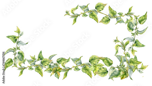 Board with stem of nettle watercolor isolated on white. Illustration of the medicinal plant Urticaria dioica. Frame of stinging plant with green leaves hand drawn. For label, packaging, apothecary