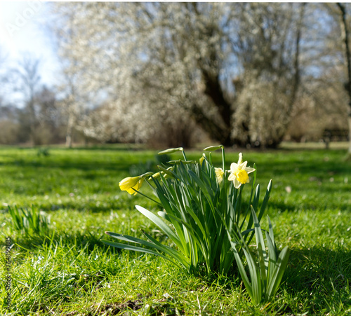 Dutch flowers in a park during spring time in Delft