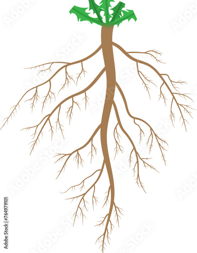 The structure of the taproot system.