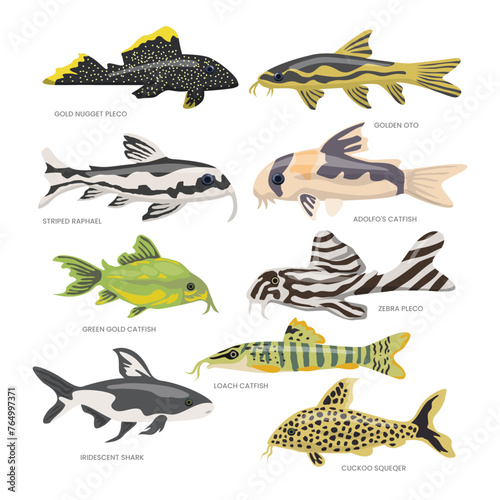 Set of catfish types collection with gold nugget pleco, golden oto, striped raphael, adolfo, zebra pleco, loach, green golden, Iridescent shark, cuckoo squeaker, Freshwater Fish side view illustration