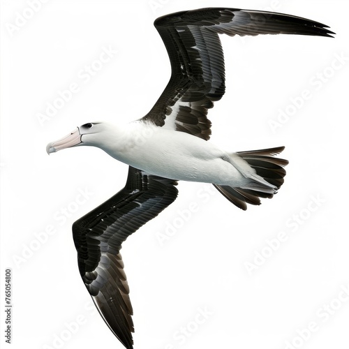 Black and White Bird Flying in the Sky