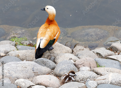 Back view on red duck Ogar standing on the stony coast of a pond in the park and small duckling sleep among stones.