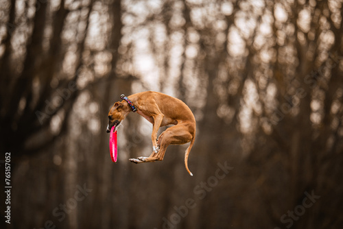 Whippet chart angielski skacze i łapie frisbee na brązowym leśnym tle