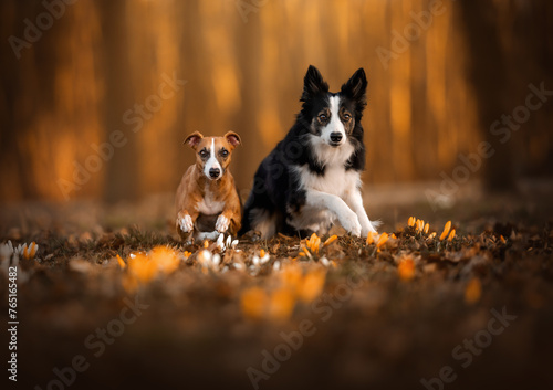 Border collie i whippet biegną po polu z kwiatami