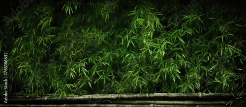 Bamboo grove in dim light