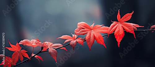 Branch with red tree leaves