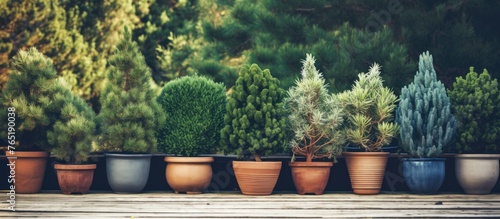 A row of potted plants on a wooden deck