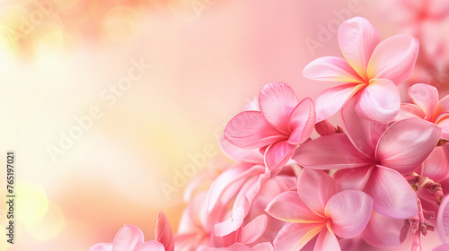 Tropical Pink Frangipani Flower Lei Garland Close Up. Traditional Hawaiian Symbol For First May Festival. Lei Day Celebration In Hawaii Background