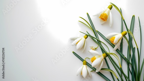 First snowdrops isolated on white background. galanthus flowers. Spring beginning nature. Banner, invitation card. 
