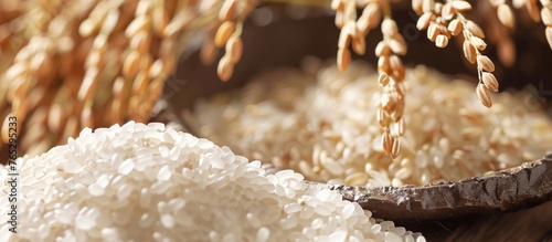 米と稲、玄米のイメージ画像Image photo of Japanese rice and brown rice.