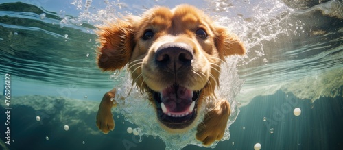 A Canidae organism, the dog, a carnivore and a companion dog, of the Sporting Group, is swimming underwater in the ocean, showcasing its snout in the natural landscape