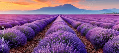 Scenic lavender fields under a calm and clear blue sky, a breathtaking natural sight