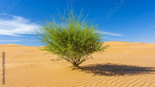 Acacia growing in the desert.