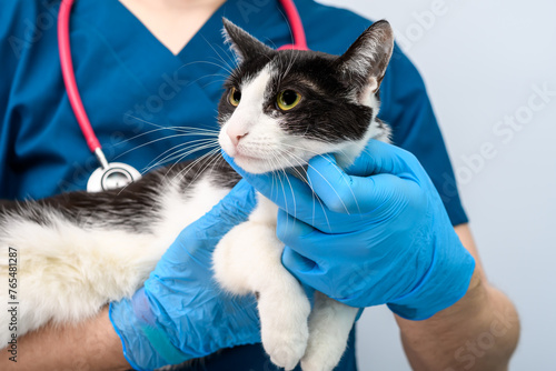 Chory kot u lekarza weterynarza 