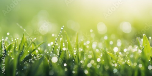 Juicy green grass on the meadow with dew drops on a spring morning. outdoor summer
