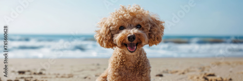 portrait of a happy poodle at the beach