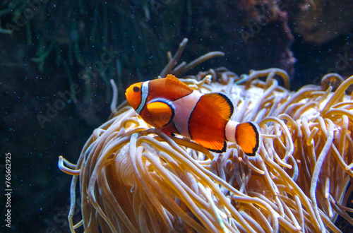 Clown fish, Anemonefish (Amphiprion ocellaris) swim among the tentacles of anemones, symbiosis of fish and anemones, Philadelphia, USA