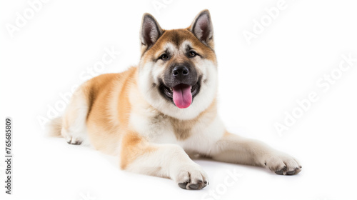 photo of happy akita dog on white background 