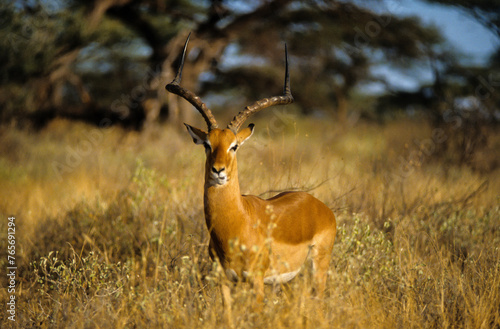Impala, mâle, Aepyceros melampus, Parc national de Masai Mara, Kenya